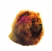 Chow Chow KHS011