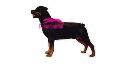 Rottweiler KHS120