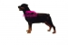 Rottweiler KHS120