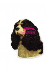 Cavalier King Charlesin spanieli KHS125