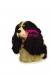 Cavalier King Charlesin spanieli KHS125