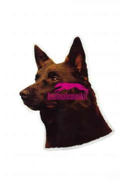 Australian kelpie KHS134