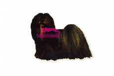 Lhasa apso KHS135