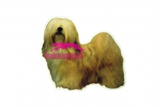 Lhasa apso KHS153