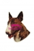 Bullterrieri KHS165