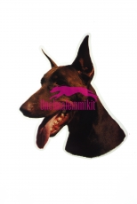 Dobermanni KHS172