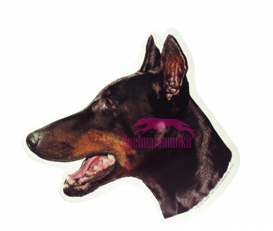 Dobermanni KHS001