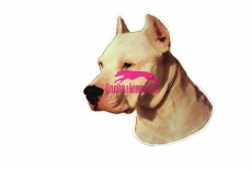 Dogo Argentino KHS227