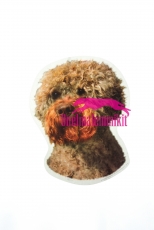 Lagotto K240 iso tarra UUSI