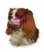 Cavalier King Charlesin spanieli KHS041