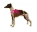 Whippet KHS055