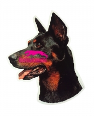 Beauceron KHS064