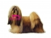 Shih tzu KHS069