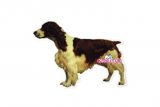Walesinspringerspanieli KHS079