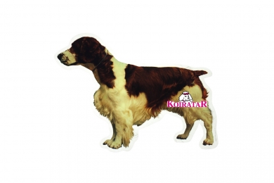 Walesinspringerspanieli KHS079