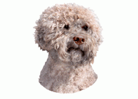 Lagotto K240 iso tarra UUSI