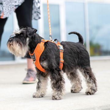 Dog Copenhagen Comfort Walk Pro™ Harness orange sun