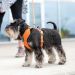 Dog Copenhagen Comfort Walk Pro™ Harness orange sun