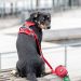 Dog Copenhagen Comfort Walk Pro™ Harness classic red