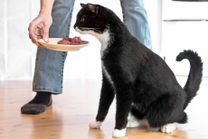 50212 Mush Vaisto Cat vaaleanpunainen Kana-Sika 800 g