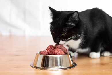 50212 Mush Vaisto Cat vaaleanpunainen Kana-Sika 800 g