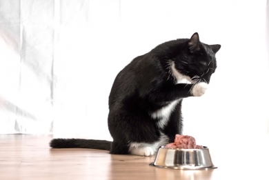 50212 Mush Vaisto Cat vaaleanpunainen Kana-Sika 800 g