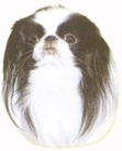 Japanese chin O305