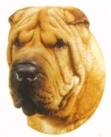 Shar pei O327