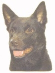 Australian kelpie O385