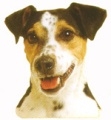 Jack russel O408