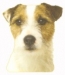 Jack russel O409