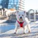 Dog Copenhagen Comfort Walk Pro™ Harness classic red
