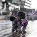 Dog Copenhagen Comfort Walk Go™ Harness black