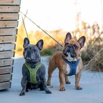 Dog Copenhagen Comfort Walk Go™ Harness hunting green
