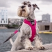 Dog Copenhagen Comfort Walk Pro™ Harness wild rose