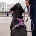 Dog Copenhagen Comfort Walk Pro™ Harness violetti