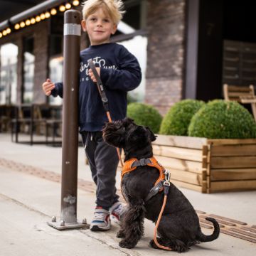 Dog Copenhagen Comfort Walk Pro™ Harness orange sun