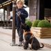Dog Copenhagen Comfort Walk Pro™ Harness orange sun