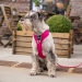 Dog Copenhagen Comfort Walk Pro™ Harness wild rose
