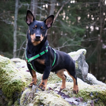 RESCUE valjas vihreä