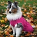 Sport Softshell koirantakki pinkki