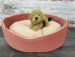 CAZO Foam Bed Vivi Pink 60 x 50cm (L8025C)