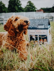 PB Puppy Chewing Box 400 g (viljaton)